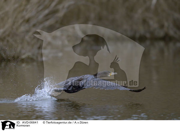 Kormoran / AVD-06841