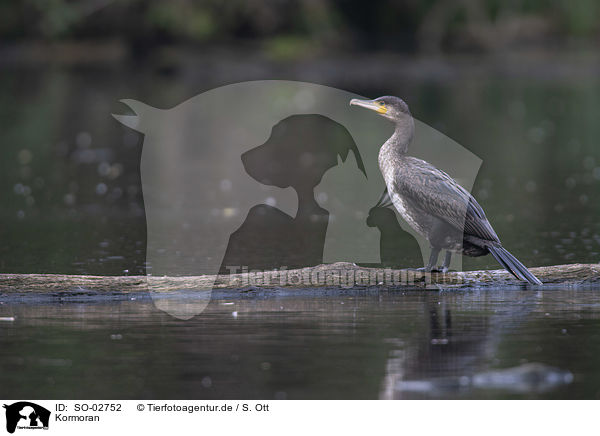 Kormoran / SO-02752