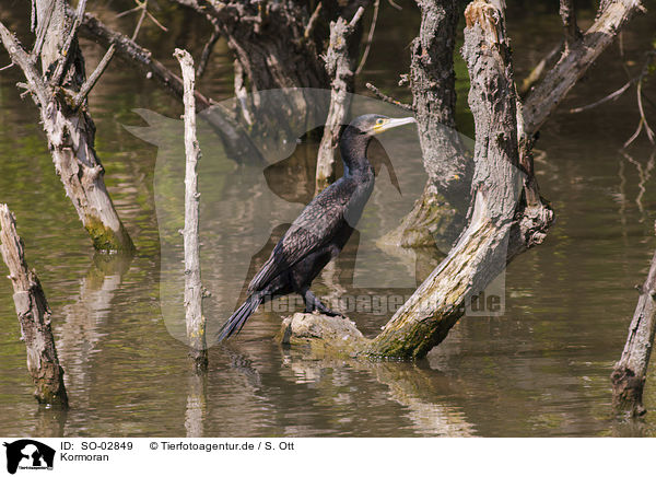 Kormoran / SO-02849