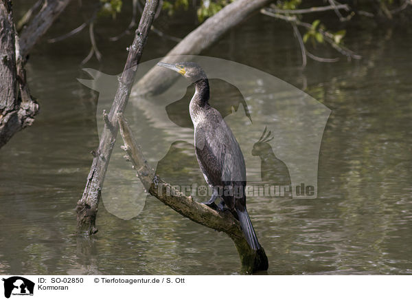 Kormoran / SO-02850
