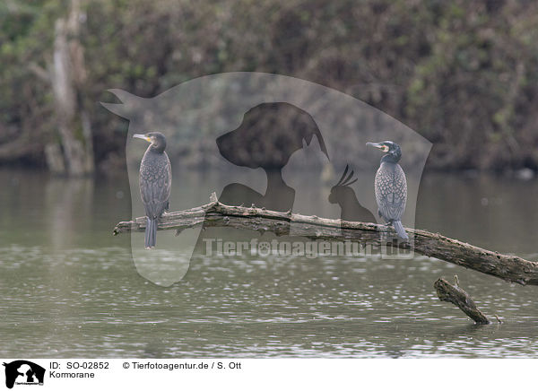 Kormorane / cormorants / SO-02852