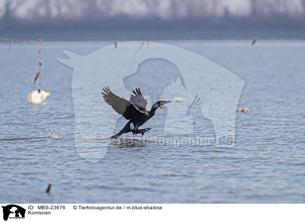 Kormoran / MBS-23676