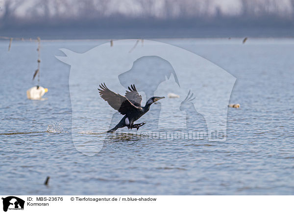 Kormoran / cormorant / MBS-23676