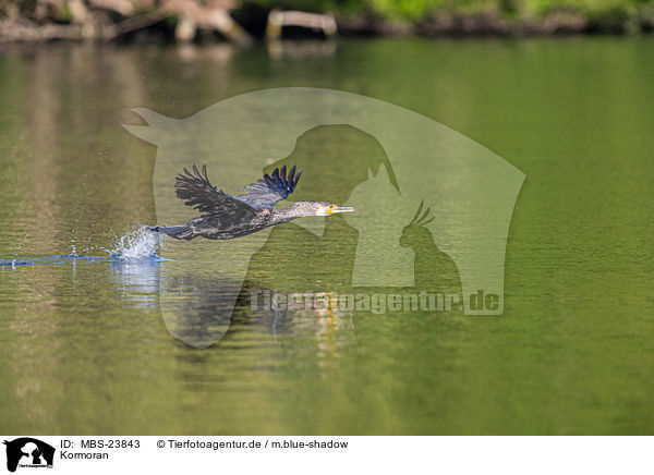 Kormoran / cormorant / MBS-23843