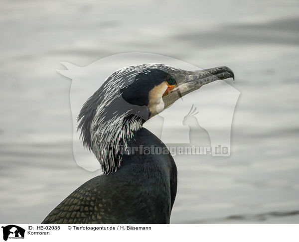 Kormoran / cormorant / HB-02085