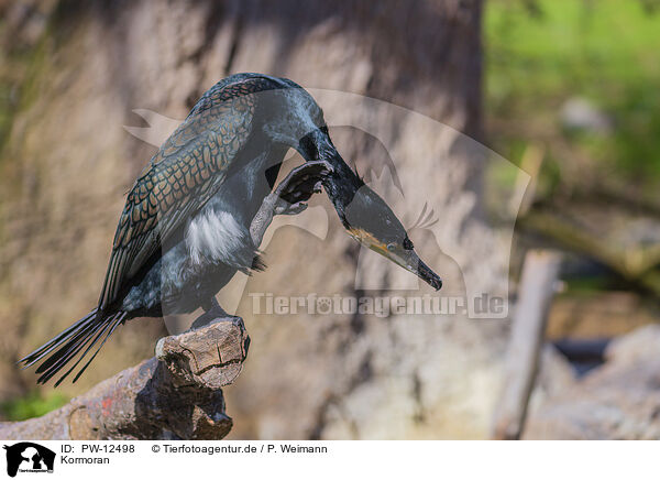 Kormoran / cormorant / PW-12498