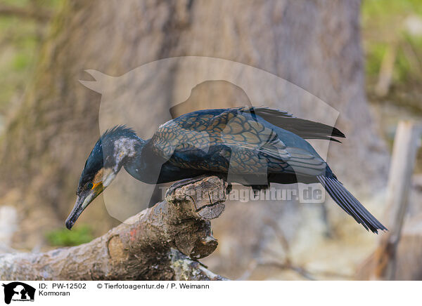 Kormoran / PW-12502
