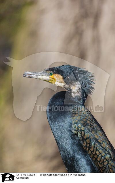 Kormoran / cormorant / PW-12506