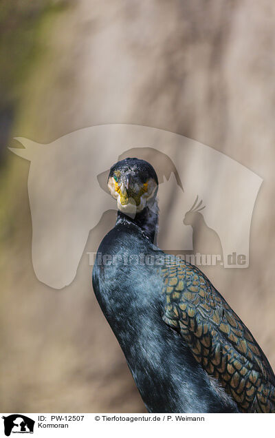 Kormoran / PW-12507