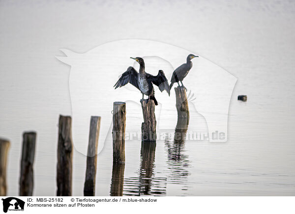 Kormorane sitzen auf Pfosten / Cormorants sit on posts / MBS-25182