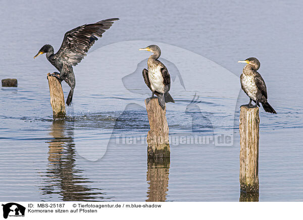 Kormorane sitzen auf Pfosten / Cormorants sit on posts / MBS-25187