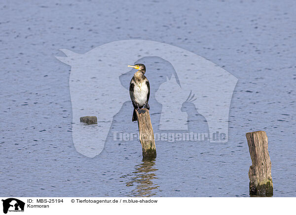 Kormoran / Cormorant / MBS-25194