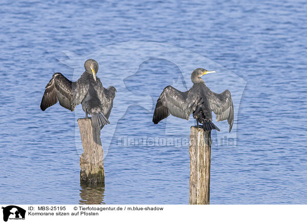 Kormorane sitzen auf Pfosten / Cormorants sit on posts / MBS-25195