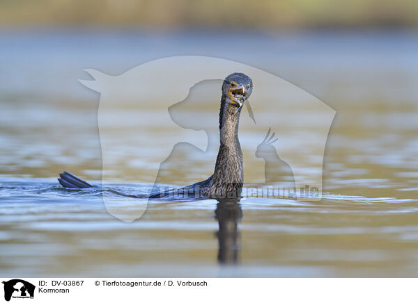 Kormoran / cormorant / DV-03867