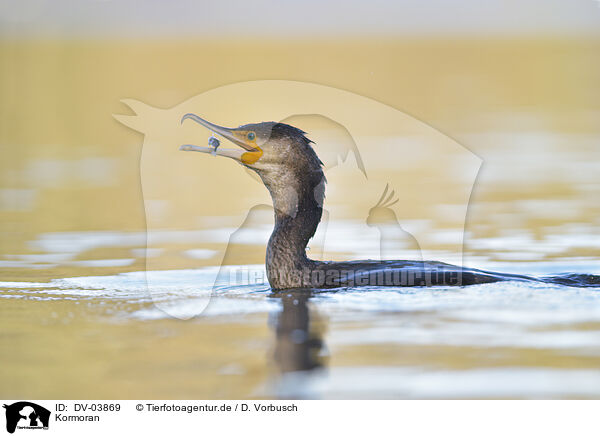 Kormoran / cormorant / DV-03869