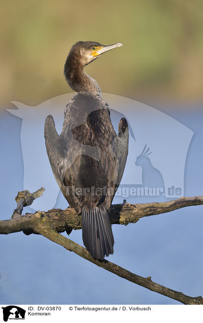 Kormoran / cormorant / DV-03870