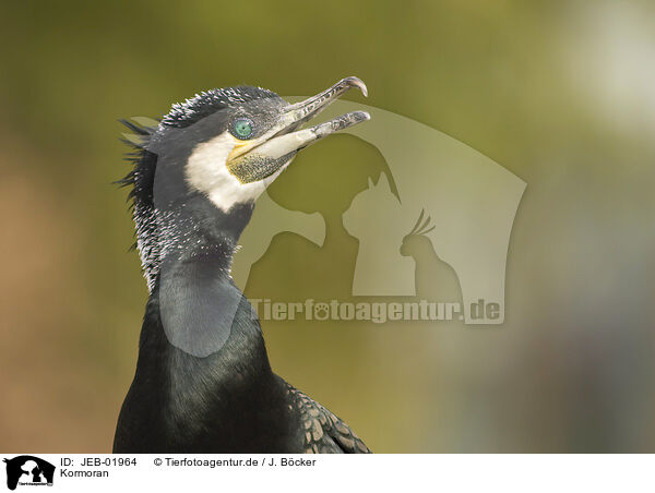 Kormoran / cormorant / JEB-01964