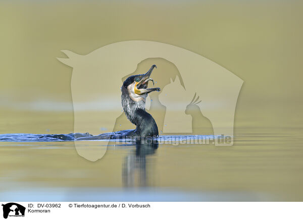 Kormoran / cormorant / DV-03962