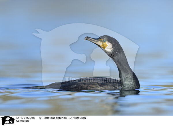 Kormoran / cormorant / DV-03965