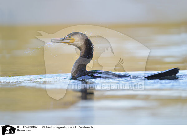 Kormoran / cormorant / DV-03967