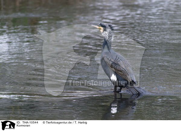 Kormoran / THA-10544