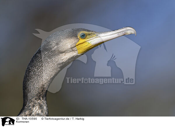Kormoran / THA-10590