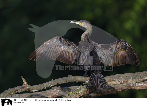Kormoran / cormorant / THA-10845