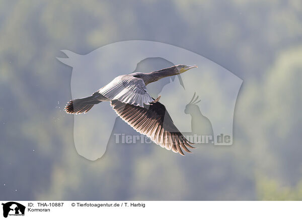 Kormoran / cormorant / THA-10887