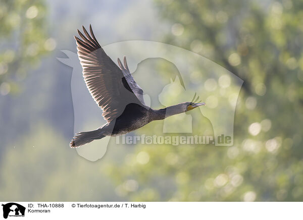 Kormoran / THA-10888