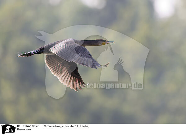 Kormoran / THA-10890