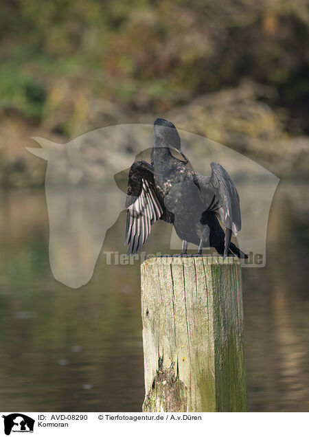 Kormoran / cormorant / AVD-08290