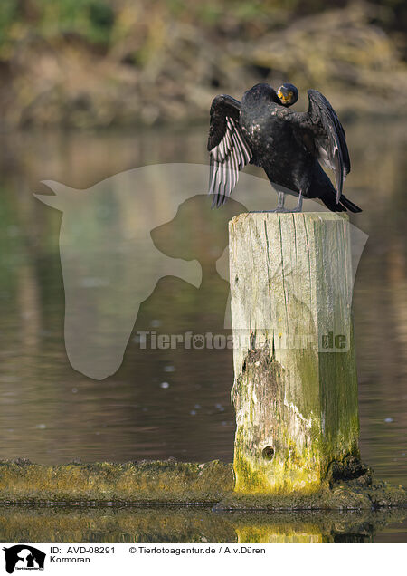 Kormoran / cormorant / AVD-08291