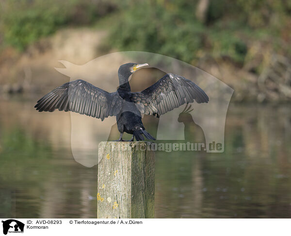 Kormoran / cormorant / AVD-08293