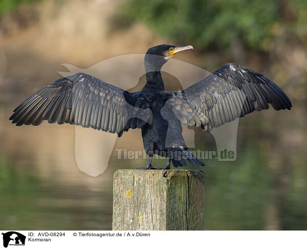 Kormoran / cormorant / AVD-08294