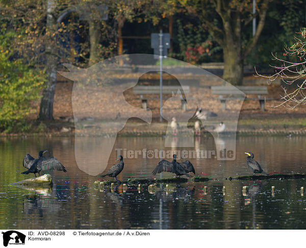 Kormoran / cormorant / AVD-08298