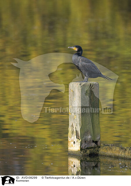 Kormoran / cormorant / AVD-08299