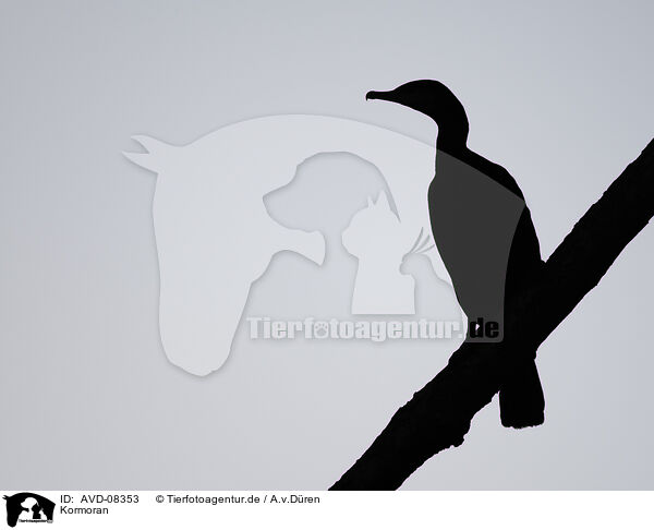 Kormoran / cormorant / AVD-08353