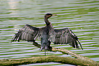 Kormoran