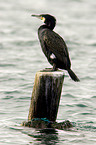 Kormoran