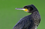 Kormoran