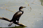 Kormoran