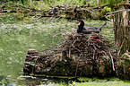 Kormoran auf Nest