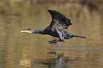 Kormoran