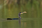 Kormoran