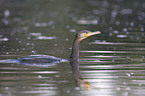 Kormoran