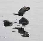 Kormoran