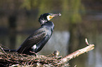 Kormoran