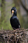 Kormoran