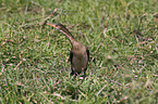 Kormoran