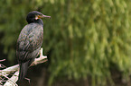 Kormoran
